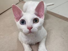 -唐小姐の猫狗洗护·购宠旗舰店(周浦万达店)