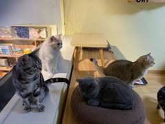 -Meowの猫咖(万家丽店)