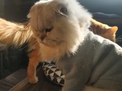 -猫猫幼稚园·撸猫·桌游·电玩