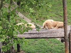 -西霞口神雕山野生动物世界