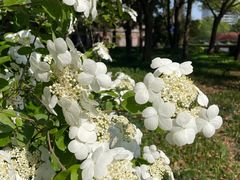 -陆家嘴中心绿地