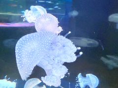 -欢乐海岸海洋奇梦馆