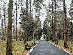 -东平国家森林公园