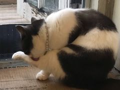-海边的猫和咖啡馆