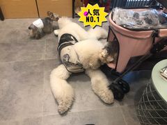 -小尾巴宠物店(万科·金域华庭店)