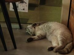 -故遥酒馆.赛事直播