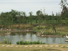 -上海长兴岛郊野公园