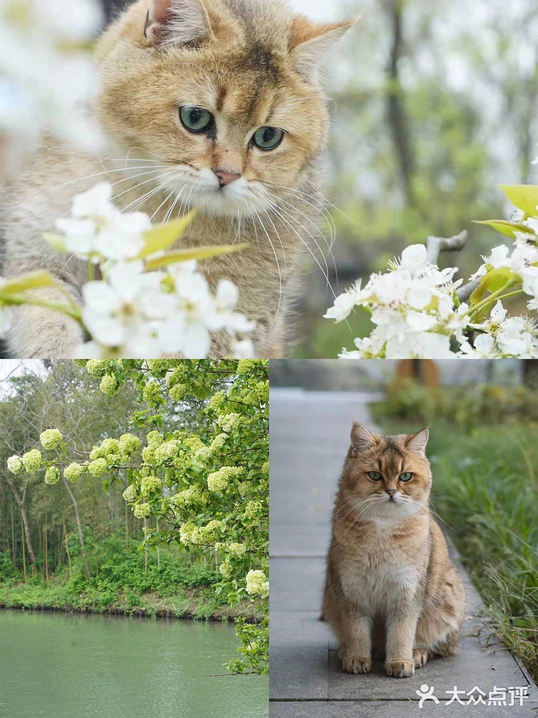 不用去巨猫岛｜杭州西溪湿地里就有萌宠天堂