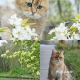 不用去巨猫岛｜杭州西溪湿地里就有萌宠天堂
