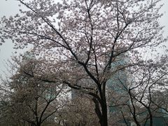 -西北湖绿化广场