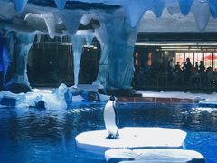 -上海海昌海洋公园