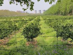 -上海长兴岛郊野公园