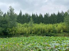 -黄海国家森林公园