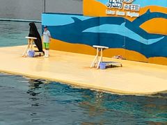 -秦皇岛乐岛海洋王国