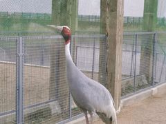 -盐城丹顶鹤湿地生态旅游区