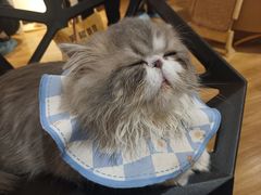 -滚猫咖啡·猫咖·猫友好撸猫(未来城店)