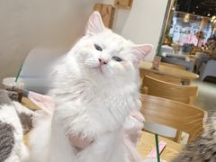 -藏猫猫咖啡主题馆(中央大道店)