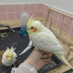 -Moni星球萌宠·小马宝莉·灵蛇·高端高阶全萌宠互动体验俱乐部(红豆国际广场店)