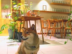 -柴务处·柴犬主题狗咖