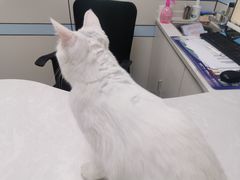 -中农国际动物医院24小时·猫科·骨科·急重症中心