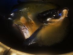 -好灶头妈妈菜·千岛湖柴火鱼餐厅(桐庐店)
