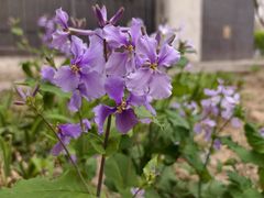 -斯普瑞斯奥特莱斯