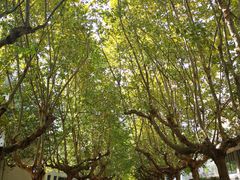 -四川农业大学(雅安校区)