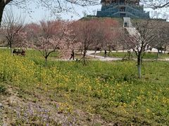 -古柏渡丰乐樱花园