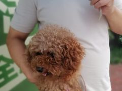 -瑞鹏宠物医院·爱宠堂(环西分院)