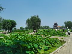 -白洋淀风景区
