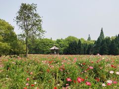 -上海滨江森林公园