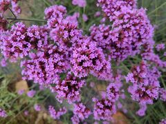 -紫颐香薰山谷景区