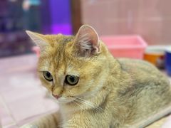 -FAELING PETS美天灵宠物(富力广场店)