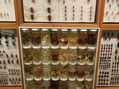 -墨尔本博物馆(Melbourne Museum)