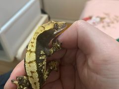 -酷以爬仙阁实体爬宠店·守宫·蜥蜴·专业繁育