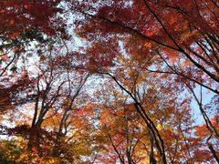-常寂光寺