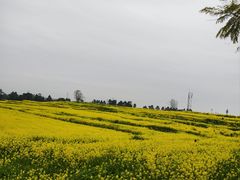 -三圣花乡旅游区