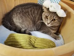 芋头-Catmate·猫肥家润(金润铂宫店)