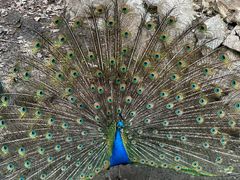 -栾川竹海野生动物园