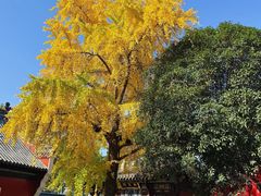 -长春观