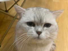 -Meowの猫咖(万家丽店)