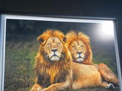 -罗红摄影艺术馆