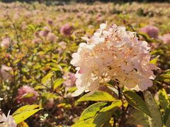 -小市羊汤(水洞店)
