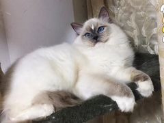 -Bastet sally猫舍购宠(静安店)