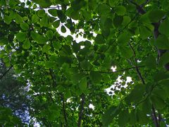 -国家植物园南园