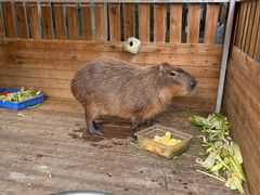 -廊坊固安福朋喜来登酒店