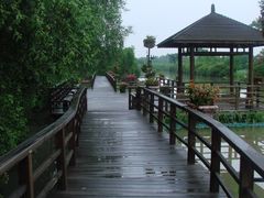 景点-大湾区中央湿地公园