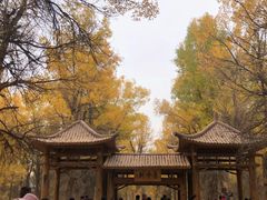 -金塔沙漠胡杨林景区