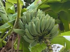 -云溪植物园