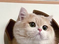 -Bastet sally猫舍购宠(静安店)